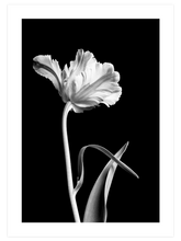 Flor - Art Print